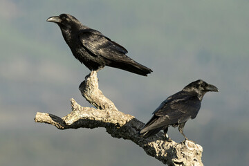 Common raven in a Mediterranean mid-mountain area of ​​oak and pine trees at first light on a winter day