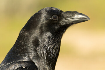 Common raven in a Mediterranean mid-mountain area of ​​oak and pine trees at first light on a winter day