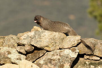 Mongoose in a Mediterranean forest of pines and oaks in the last light of a cold January evening