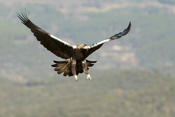 Spanish Imperial Eagle flying in its territory in a Mediterranean forest of oaks and pines at first...