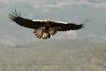 Spanish Imperial Eagle flying in its territory in a Mediterranean forest of oaks and pines at first light on a winter day