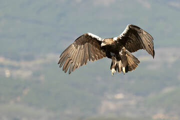 Spanish Imperial Eagle flying in its territory in a Mediterranean forest of oaks and pines at first light on a winter day