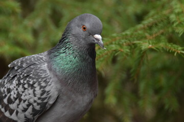 This is a cute dove in a forest in sunny spring day.