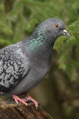 This is a cute dove in a forest in sunny spring day.
