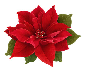 Fototapeta premium Isolated red poinsettia flower with green leaves on black background in illustration style