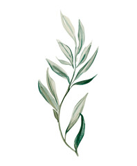 Elegant green foliage watercolor PNG illustration. Botanical leaf clipart on transparent background, perfect for wedding invitations and nature-themed designs
