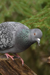 This is a cute dove in a forest in sunny spring day.