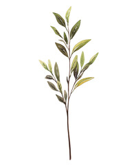 Obraz premium Watercolor olive branch PNG with green leaves. Transparent background clipart ideal for minimal botanical design, logos, and eco-friendly branding
