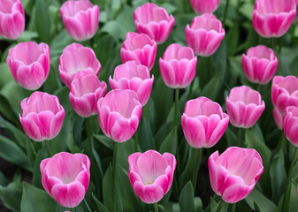 Pink tulip called Florence, Triumph group. Tulips are divided into groups that are defined by their flower features