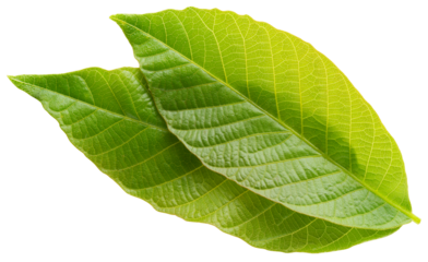 Walnut leaf isolated png. Green walnut leaf on white or transparent background. Flat lay two leaves no background. Top view nut leaves. Full depth of field.