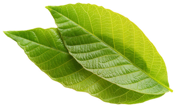 Walnut leaf isolated png. Green walnut leaf on white or transparent background. Flat lay two leaves no background. Top view nut leaves. Full depth of field.