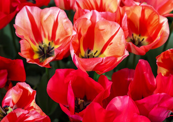 Red tulip called Spryng Break mix, Triumph group. Tulips are divided into groups that are defined by their flower features