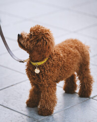 Perrito marrón en la calle