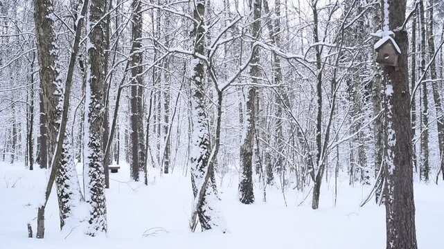 Snowy winter forest. Winter in Borovsky Park, Moscow.