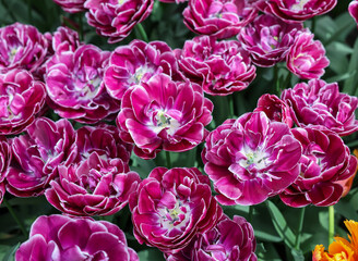 Pink tulips called Dream Touch. Double late group. Tulips are divided into groups that are defined by their flower features