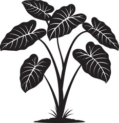 Silhouette of a taro plant  vector art illustration.