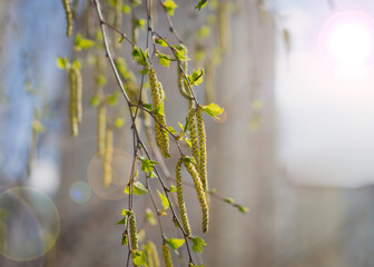 Birch branches with catkins in the spring in sunny weather 3