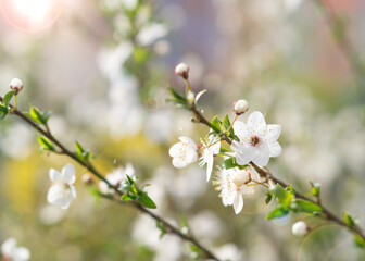 Blooming plum branch in spring 2