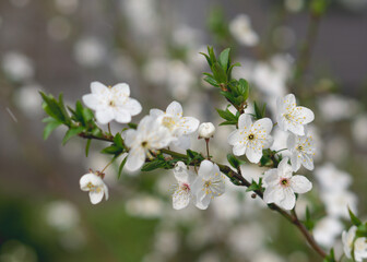 Blooming plum branch in spring