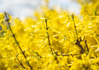 yellow forsythia bush flowers in spring