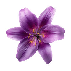Fototapeta premium Close-up of a Single Purple Lily Blossom with Detailed Petals and Yellow Stamens on Black Background