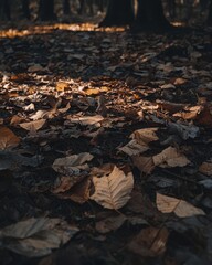 Autumn Leaves on Forest Floor Bathed in Golden Light