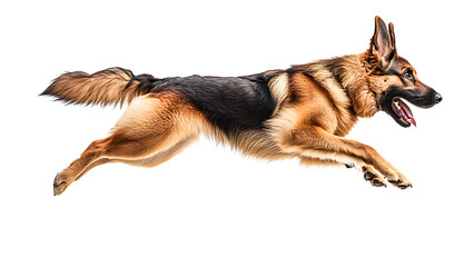 german shepherd dog jumping