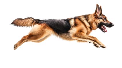 german shepherd dog jumping