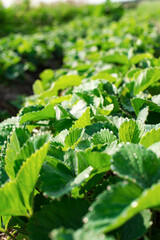 Green leaves of garden strawberries in the bed, close-up. Growing plants in the open ground. Vertical orientation.