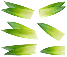 Pineapple leaf isolated png. Pineapple leaves on transparent background. Cut pineapple leaf no background top view. Pineapple leaves transparent png collection. Full depth of field.