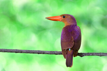 lonely red bird with large beak perching on vine branch over bright green background, ruddy kingfisher, halcyon coromanda