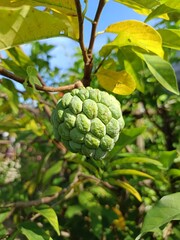 Srikaya, a fruit origin from Indonesia