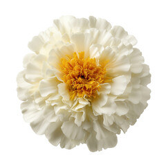 Close-up Photography of White and Yellow Marigold Flower Blooming on Black Background
