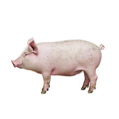 Side view of a pink domestic pig standing isolated on transparent background, ideal for farm, livestock, or food-related designs.