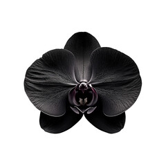 Dramatic Close Up of a Black Orchid Blossom Against a Dark Background with Detailed Texture