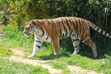 Siberian tiger