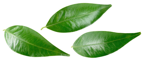 Citrus leaf isolated png. Citrus leaves top view. Orange leaf set on transparent background. Leaves no background. Collection. Full depth of field.