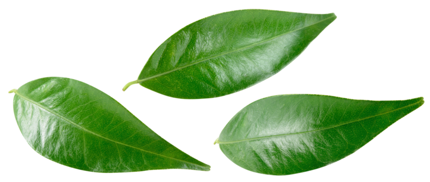 Citrus leaf isolated png. Citrus leaves top view. Orange leaf set on transparent background. Leaves no background. Collection. Full depth of field.