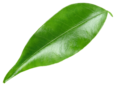 Citrus leaf isolated png. Citrus leaf top view. Orange, lemon, tangerine leaf on transparent background. Leaf no background. Full depth of field.