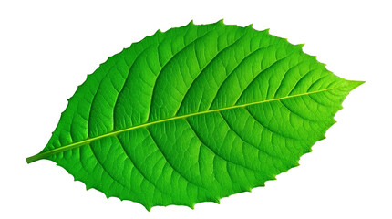 Vibrant green leaf showing detailed venation on white background