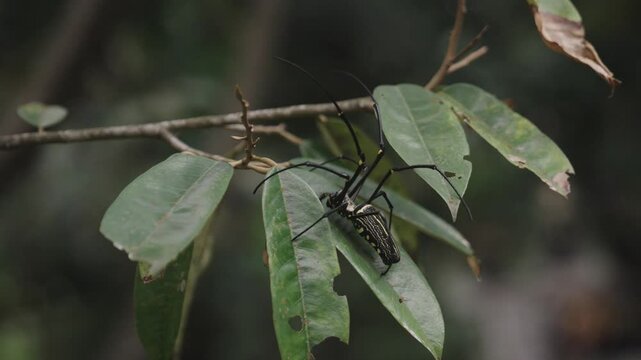"Giant Wood Spider" Images – Browse 5,261 Stock Photos, Vectors, and ...