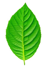 Fototapeta premium Vibrant green leaf showing detailed venation on white background