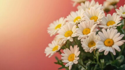 Fototapeta premium A cluster of white daisies with yellow centers stands out vividly against a soft, warm background, capturing the essence of springtime beauty