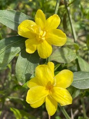 4K close-up of winter jasmine