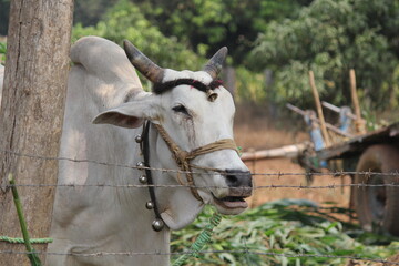 Happy Pongal religious traditional festival of south Indian cow with traditional decoration