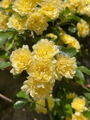 yellow chrysanthemum in the garden