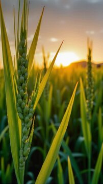 Green rice fild with evening sky
