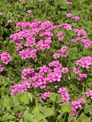 pink and white flowers