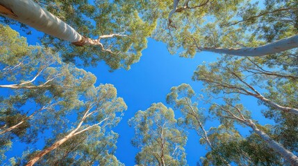 Sunny forest canopy view from below. Nature background