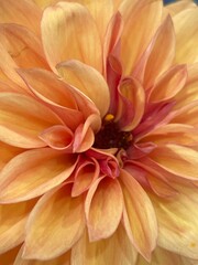 Obraz premium dahlia flower macro